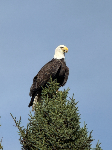 Bald Eagle
