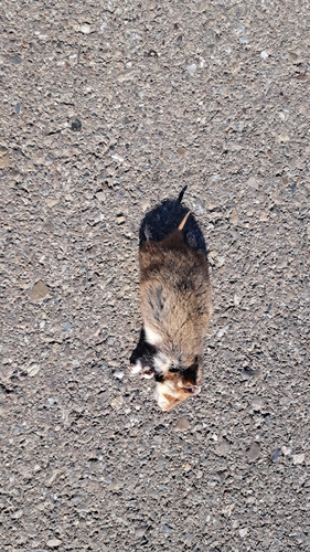 Eurasian Hamster