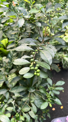 twoleaf nightshade