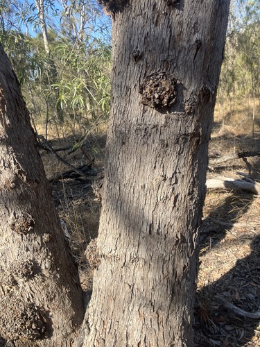 Eucalyptus exserta observed 2026-09-22
