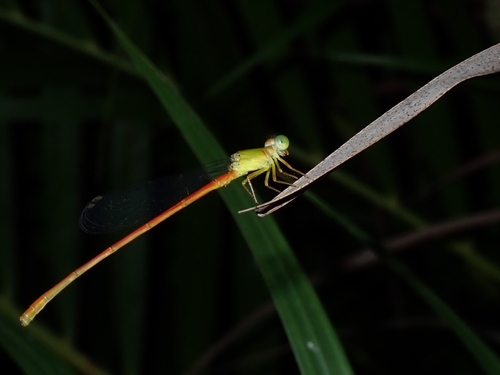 Orange-tailed Sprite