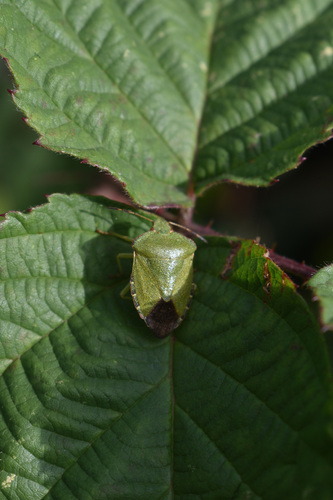 Green Shield Bug