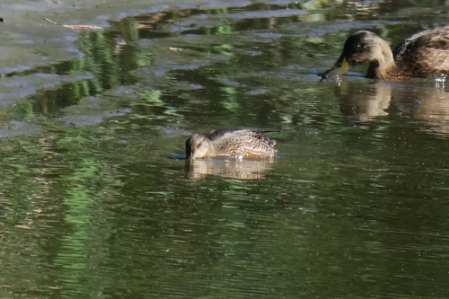 Green-winged Teal