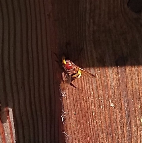 Hornet Mimic Hover Fly