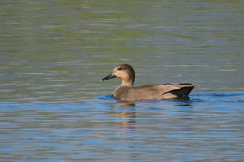 Gadwall