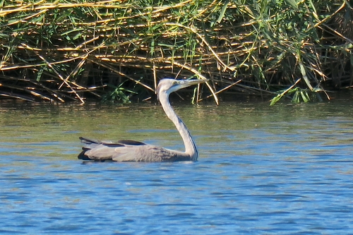 Grey Heron