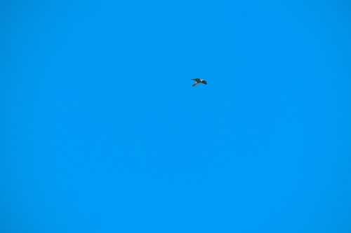 Eurasian Hobby