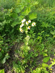 Tanacetum corymbosum, photograph (c) Мирослав Соболев, some rights reserved (CC BY)