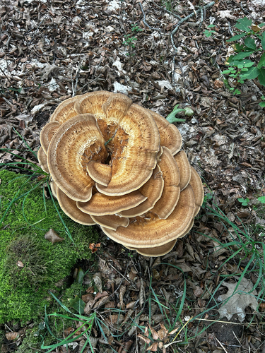 Giant Polypore