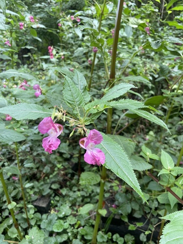 Himalayan balsam