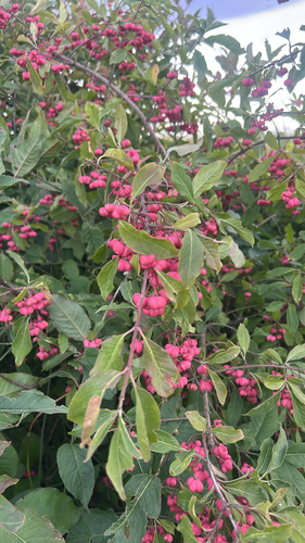 Spindle