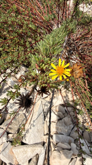 Limbarda crithmoides, photograph (c) mycoroco, some rights reserved (CC BY)