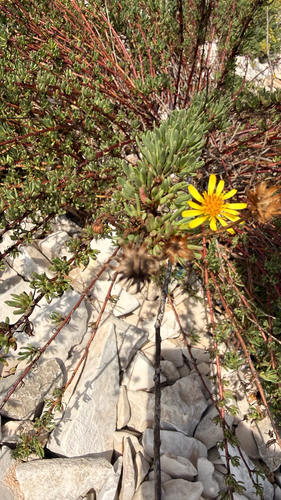 Limbarda crithmoides, photograph 4