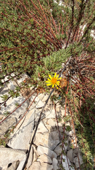 Limbarda crithmoides, photograph (c) mycoroco, some rights reserved (CC BY)