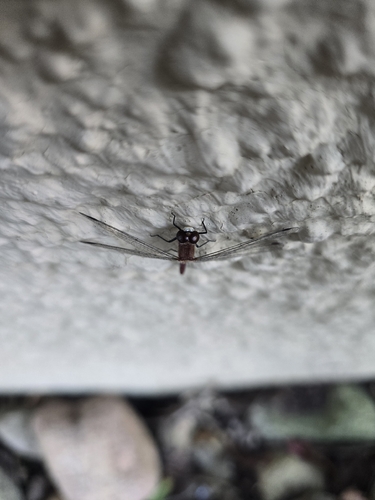 White-faced Meadowhawk