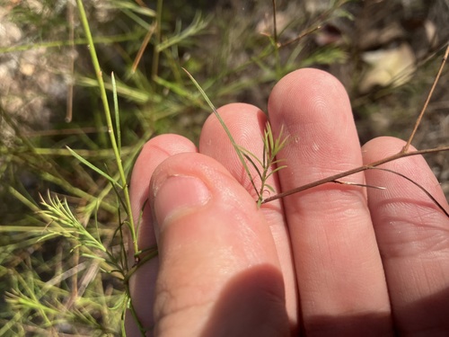 Platysace linearifolia observed 2026-09-22