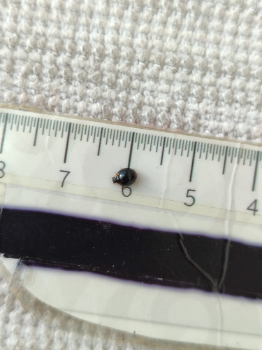 Flashlight Shield Lady Beetle
