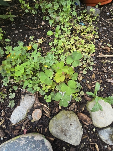 upright yellow woodsorrel