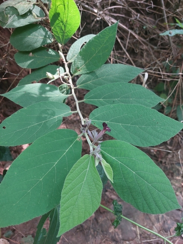 Helicteres hirsuta observed 2026-09-12