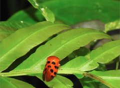 Cosmoscarta dorsimacula