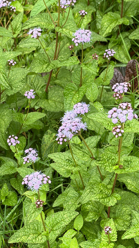 blue mistflower