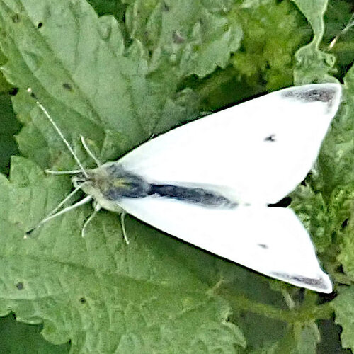 Small White