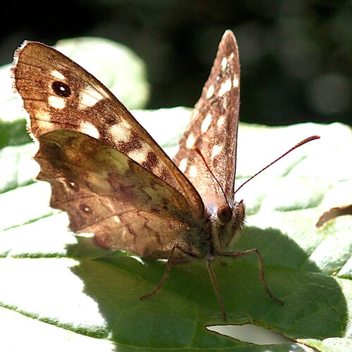 Speckled Wood