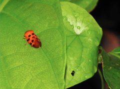 Cosmoscarta dorsimacula