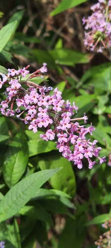 Butterfly bush