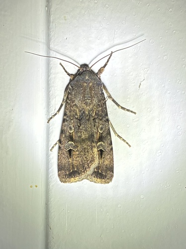 Bogong Moth