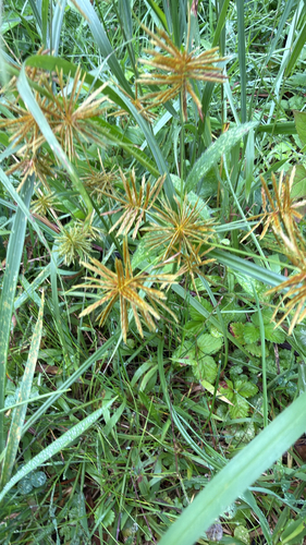 straw-colored flatsedge