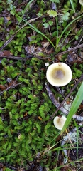 Tricholoma viridiolivaceum
