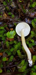 Tricholoma viridiolivaceum