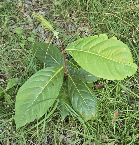 Glochidion zeylanicum observed 2026-09-22
