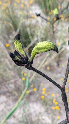 Macropidia fuliginosa observed 2026-09-22