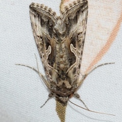 Cornutiplusia circumflexa