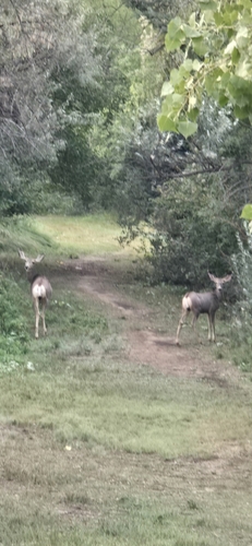 Mule Deer