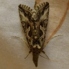 Cornutiplusia circumflexa