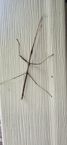 Northern Walkingstick