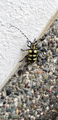 Anoplophora horsfieldii