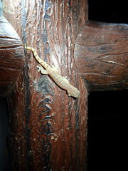 Hemiphyllodactylus hongkongensis