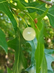 Amphibolips quercusracemaria