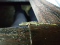 Hemiphyllodactylus hongkongensis
