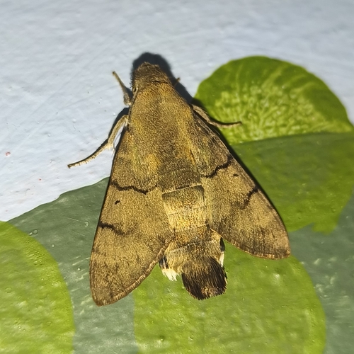 Eurasian Hummingbird Hawkmoth