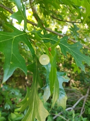 Amphibolips quercusracemaria