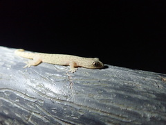 Hemiphyllodactylus hongkongensis