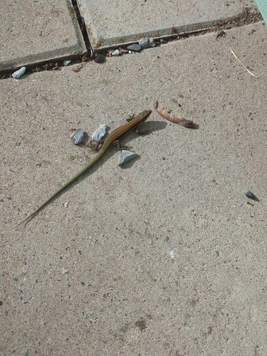 Common Wall Lizard