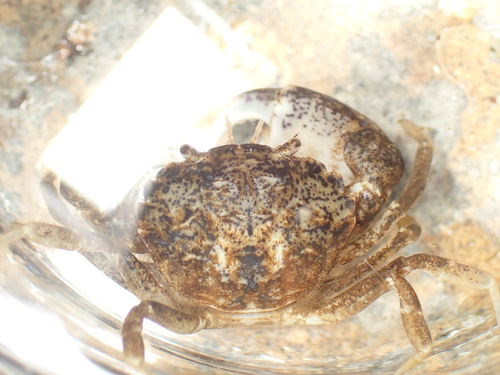 White-tipped Mud Crab