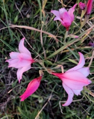 Gladiolus carneus, photograph author not stated, no rights reserved