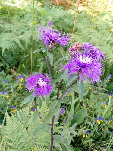Centaurea phrygia, photograph 3